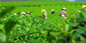 2021年貴州石阡苔茶春茶價格是多少？