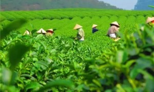 2021年貴州石阡苔茶春茶價格是多少？